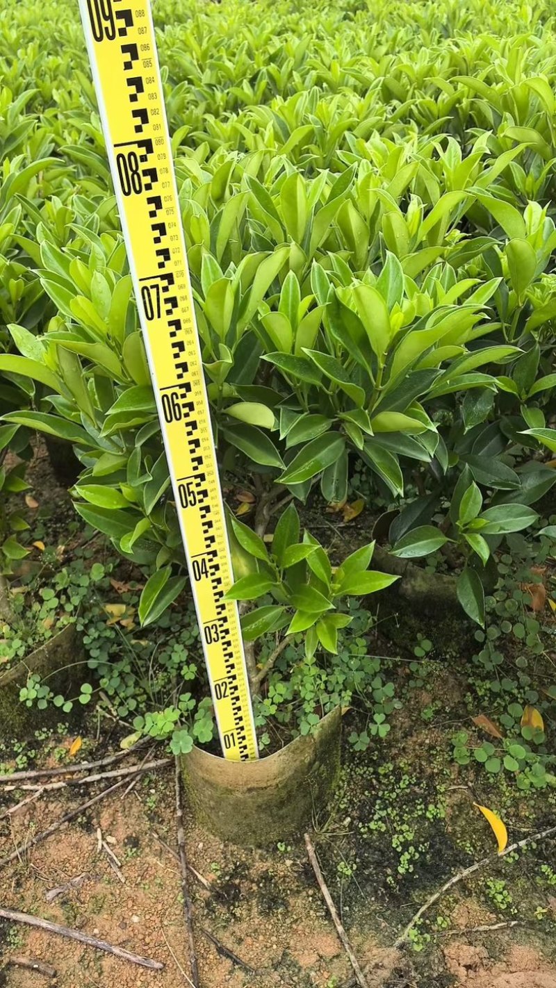 非洲茉莉白布袋70～2米产地直发规格齐全质量优质
