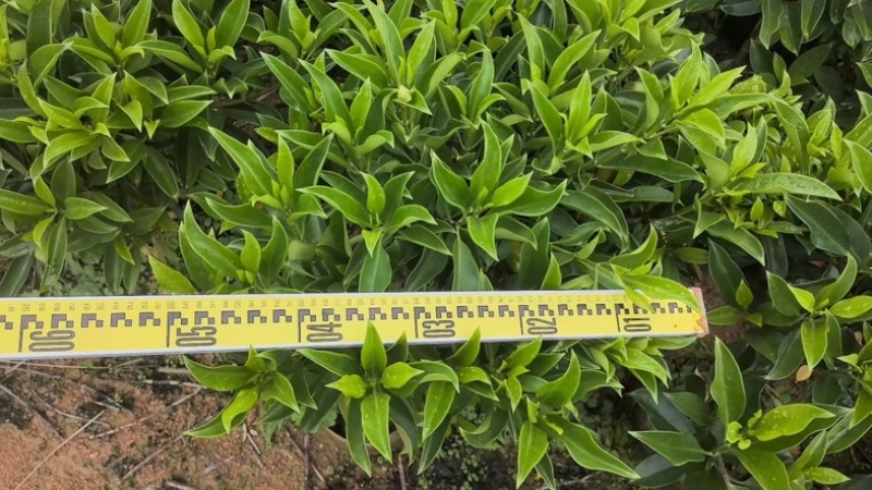 非洲茉莉白布袋70～2米产地直发规格齐全质量优质