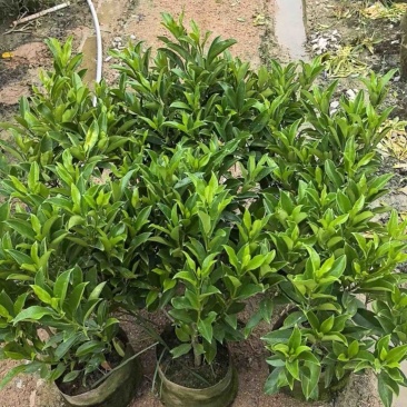 非洲茉莉白布袋70～2米产地直发规格齐全质量优质