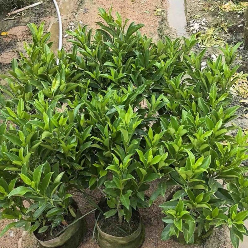 非洲茉莉白布袋70～2米产地直发规格齐全质量优质