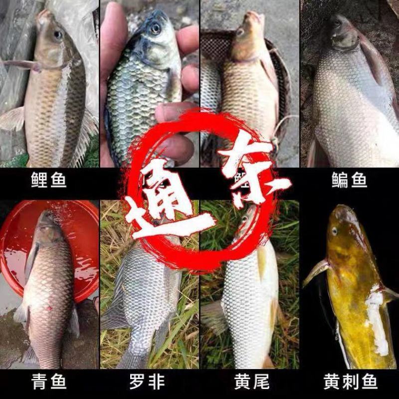 钓者钓鱼饵料鲫鱼鲤鱼草鱼罗非青鱼黑坑通杀鱼饲料直接挂钩