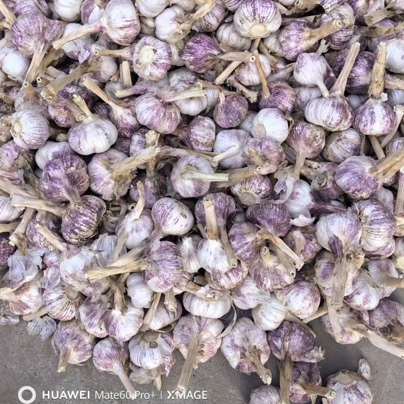 金乡红皮紫皮大蒜冷库储存，配资。常年有货供应全国