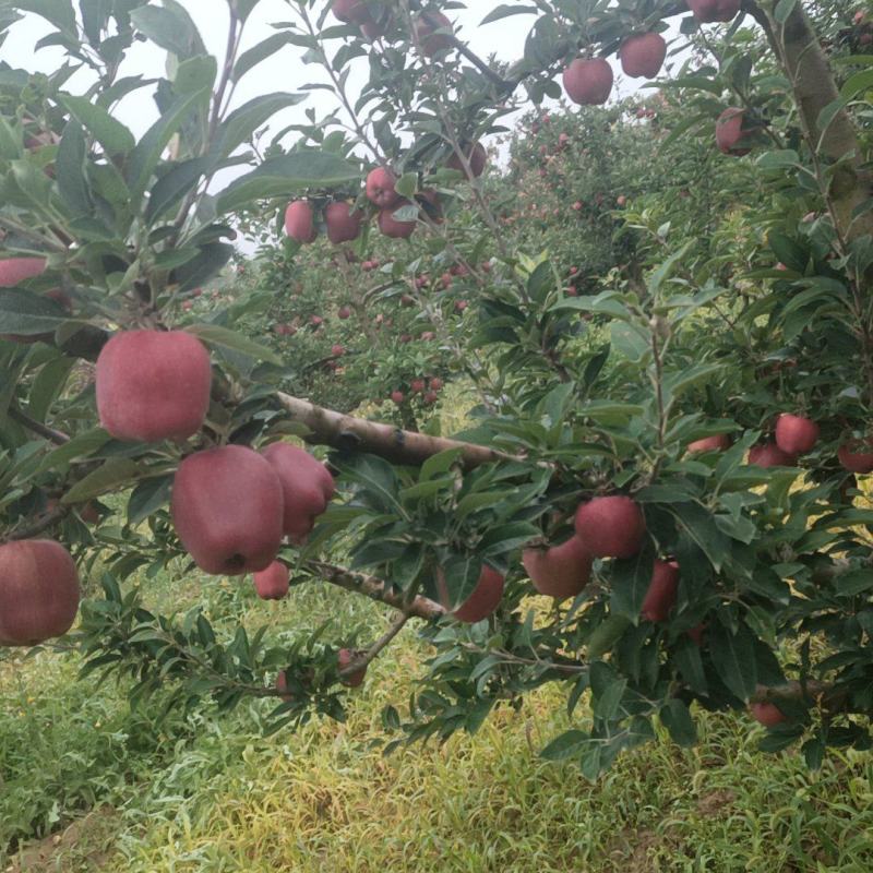 甘肃花牛苹果大量上市供应