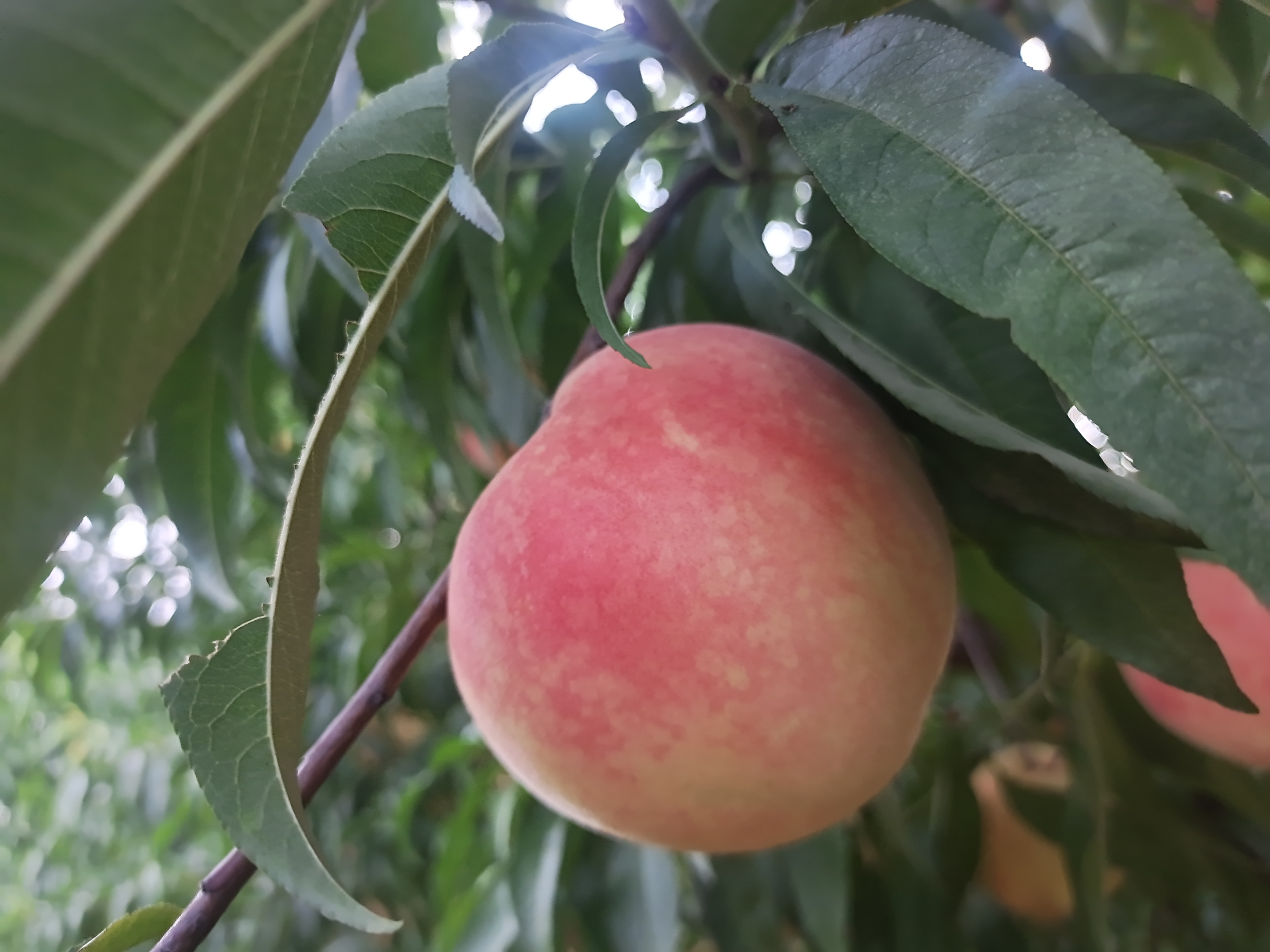 桃枝挂在门上的传统习俗