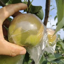玉露香梨/山西玉露香梨/大量上市，货源充足/欢迎咨询