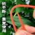 西瓜压蔓器西瓜叉子藤蔓瓜秧固定器秧苗固定器西瓜藤卡子瓜苗
