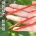 西瓜压蔓器西瓜叉子藤蔓瓜秧固定器秧苗固定器西瓜藤卡子瓜苗