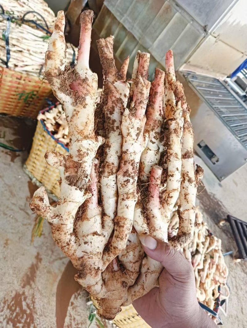 精品子姜