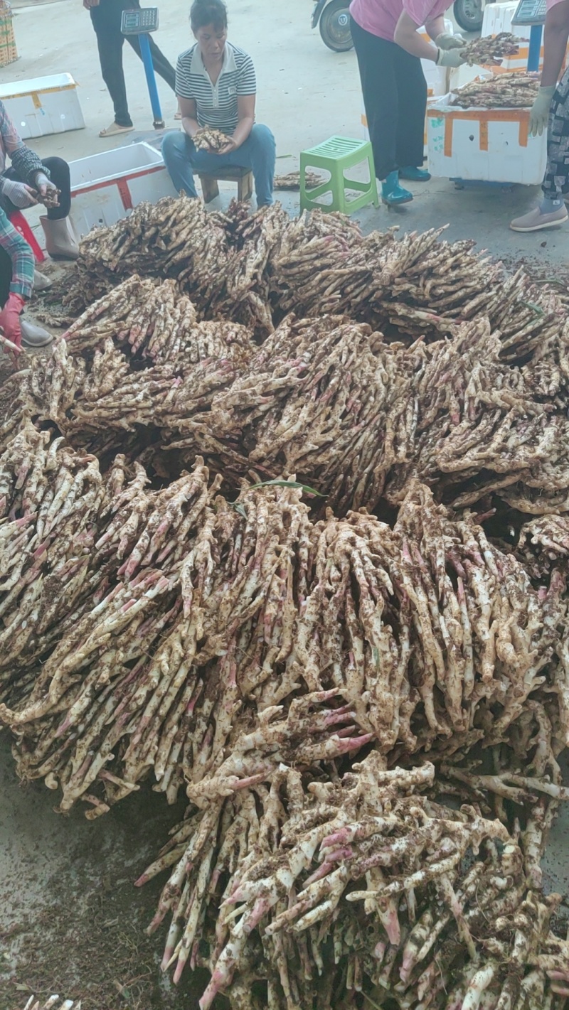精品子姜