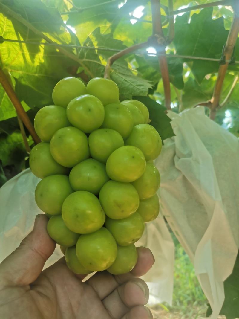 安徽阳光玫瑰葡萄暖棚头茬现摘现发支持视频看货