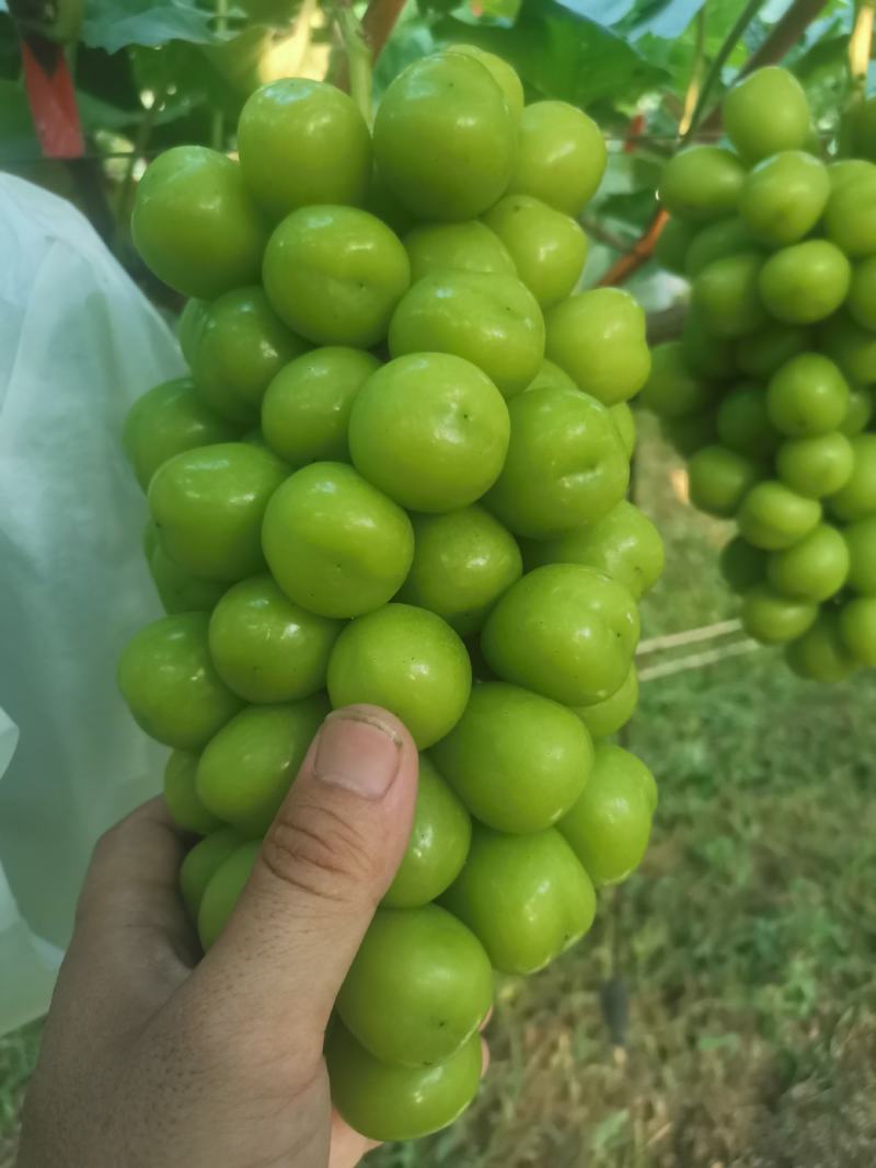 安徽阳光玫瑰葡萄暖棚头茬现摘现发支持视频看货