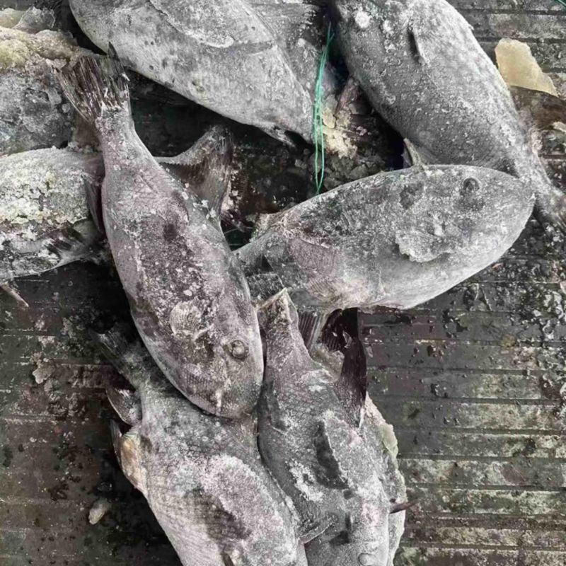假马面鱼剥皮鱼500/1000马面鱼耗儿鱼