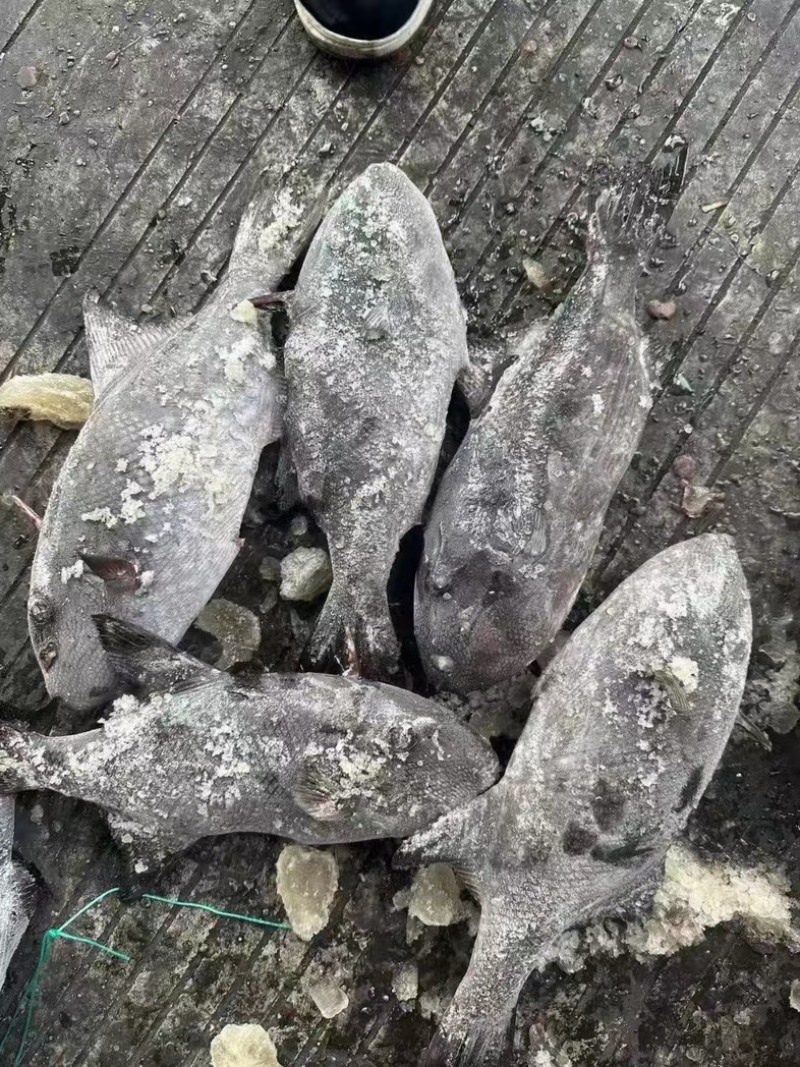 假马面鱼剥皮鱼500/1000马面鱼耗儿鱼
