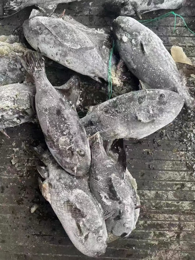 假马面鱼剥皮鱼500/1000马面鱼耗儿鱼