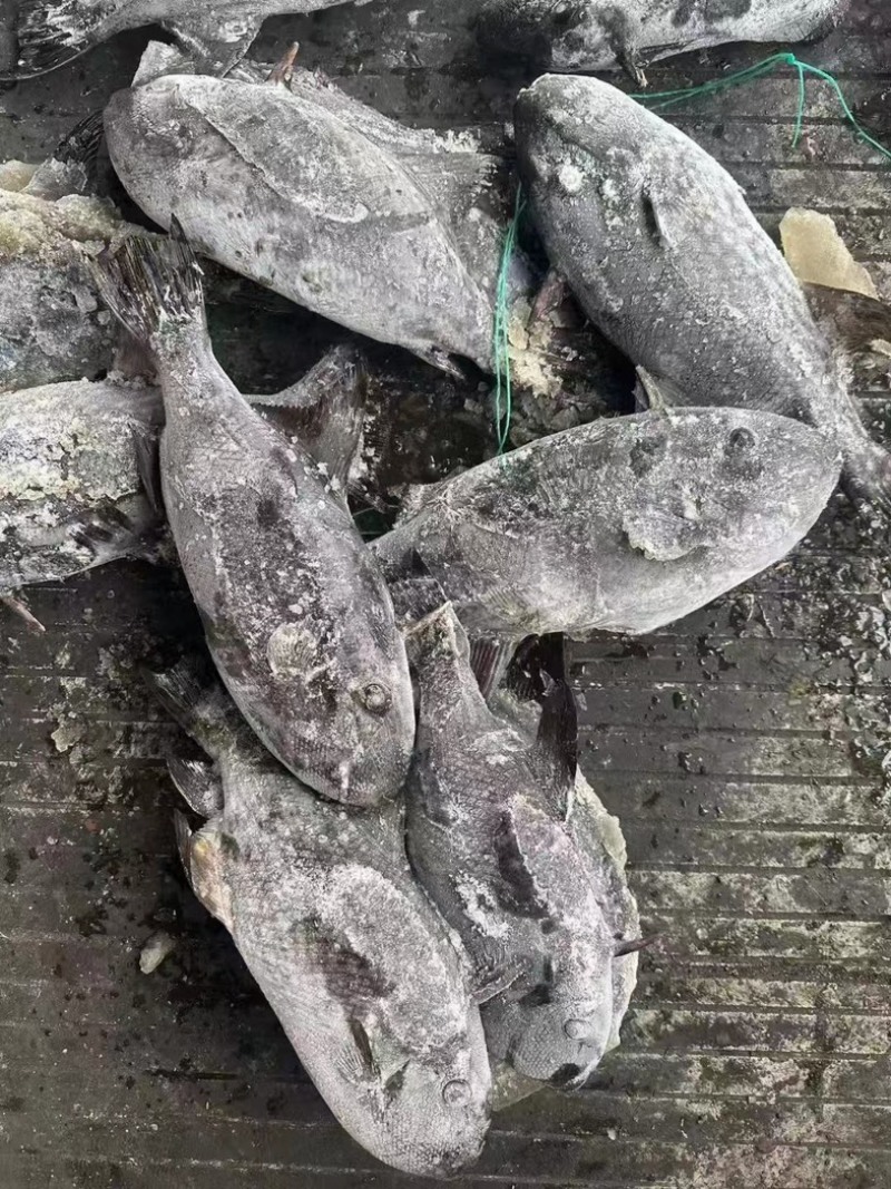假马面鱼剥皮鱼500/1000马面鱼耗儿鱼