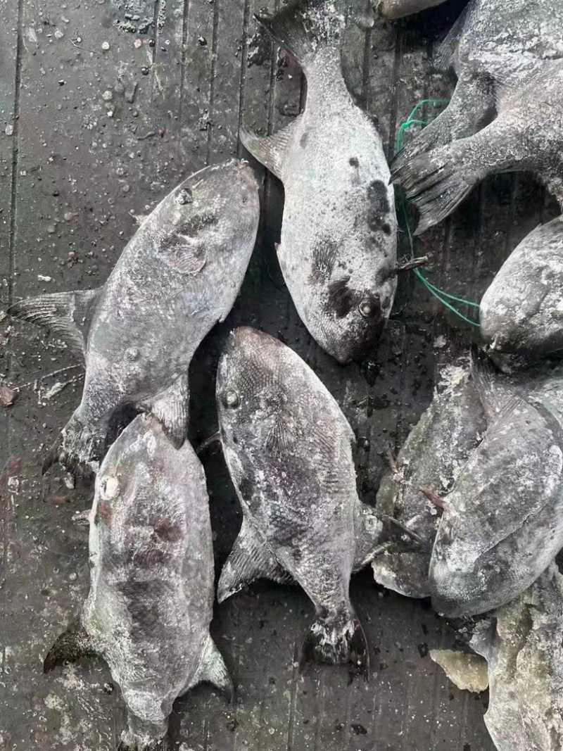 假马面鱼剥皮鱼500/1000马面鱼耗儿鱼