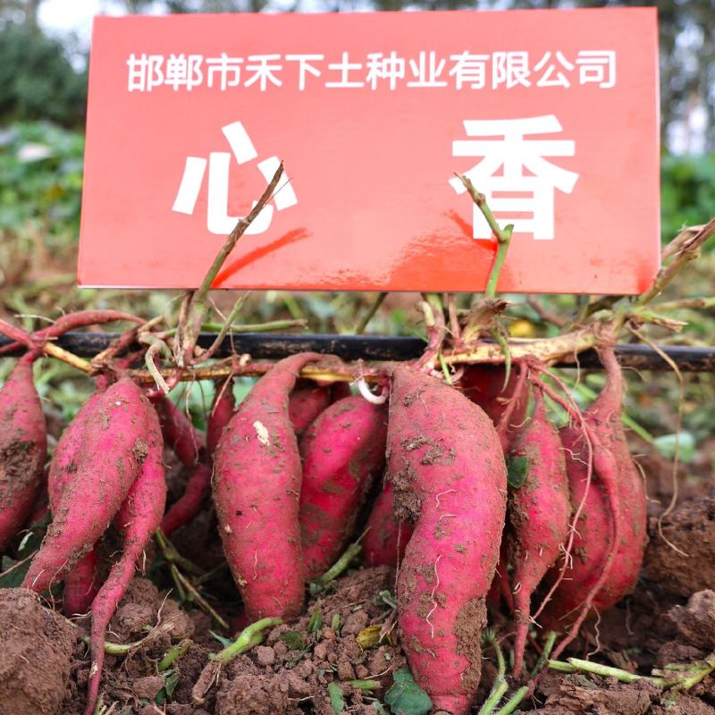 心香红薯苗早熟型小香薯苗红薯苗基地直发欢迎选购