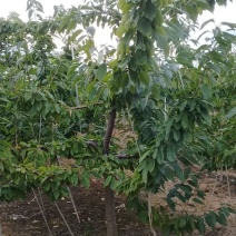 美早樱桃树5年树