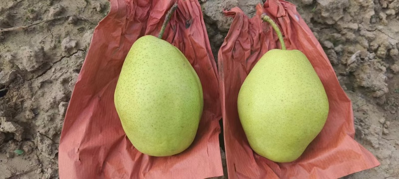 红香酥梨/山西红香酥梨/口感清甜/大量出货/量大从优