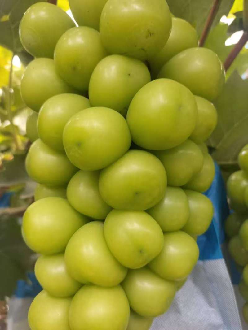 精品阳光玫瑰葡萄大量上市，一手货源，品质保证，可视频看货