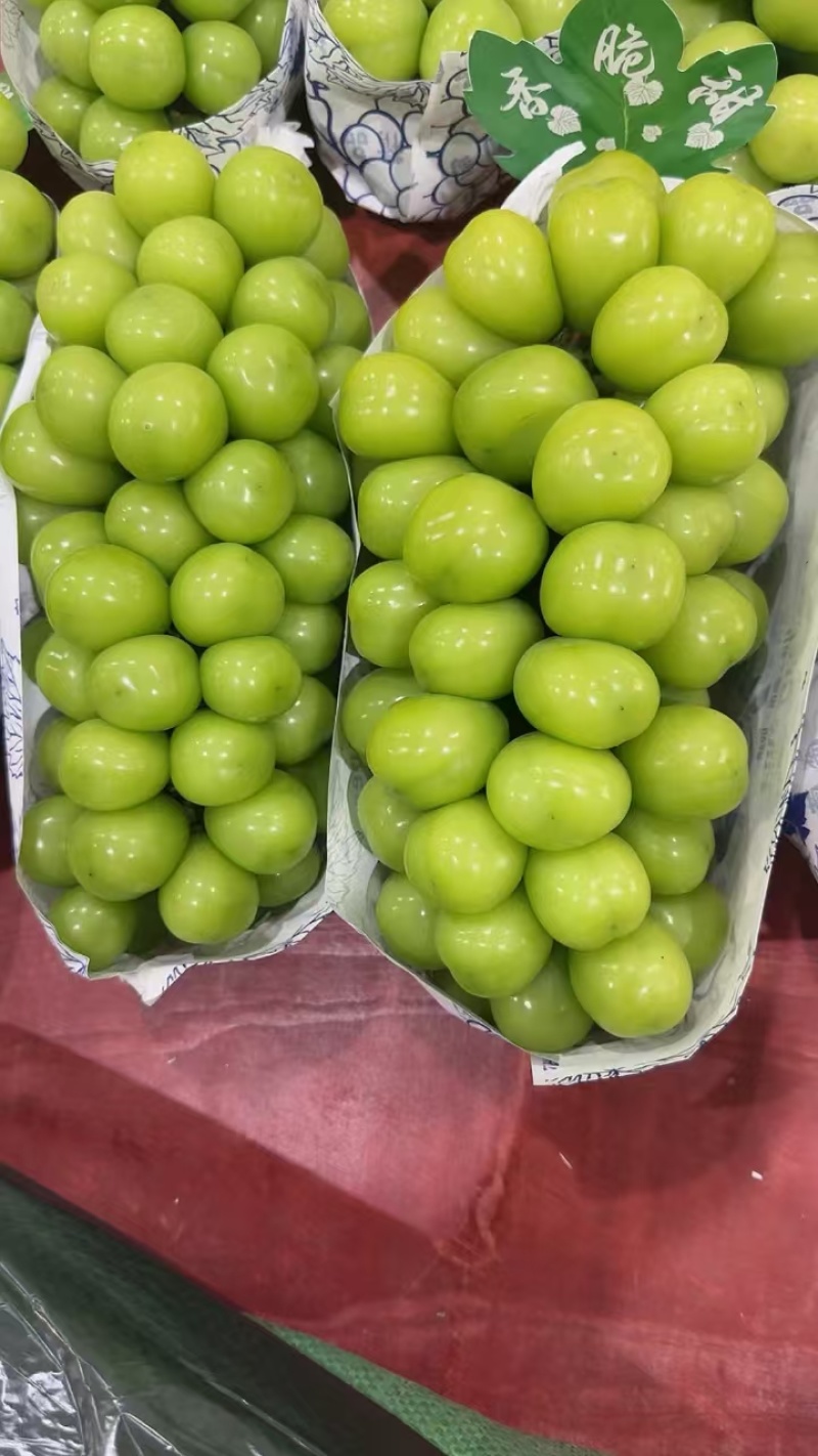 精品阳光玫瑰葡萄大量上市，一手货源，品质保证，可视频看货