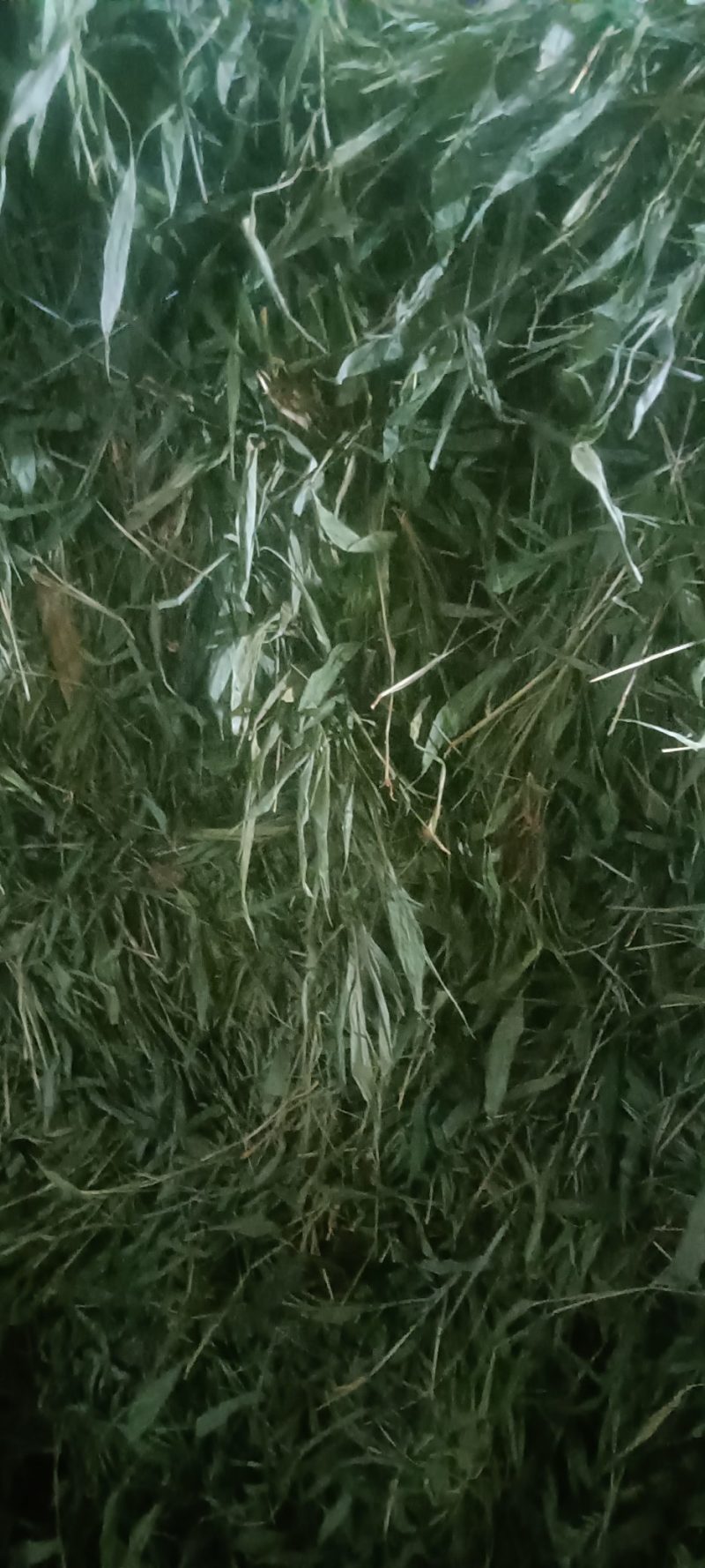 优质无根淡竹叶18吨待售，产地一手货源，有单的朋友请来电