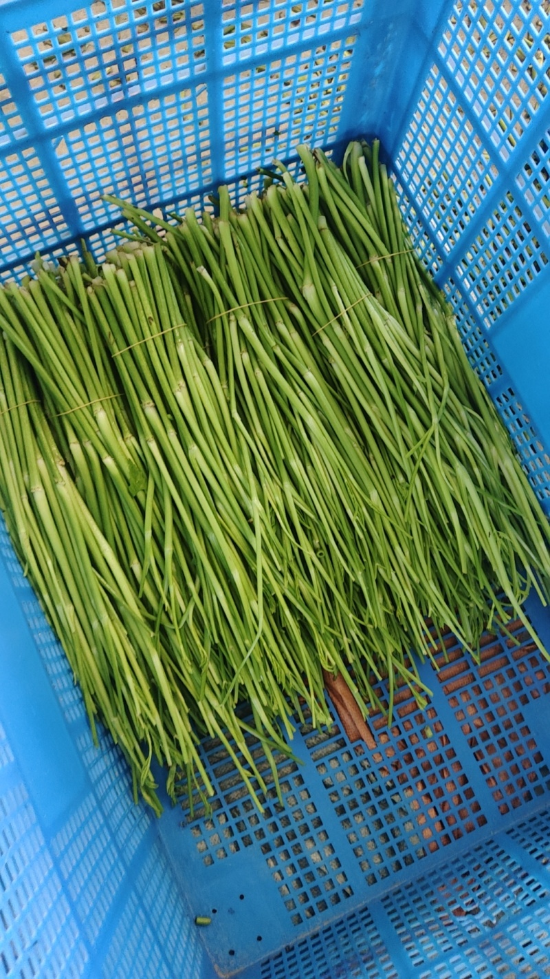 水芹菜，无节水芹，去叶，去根大量有货。
