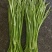 水芹菜，无节水芹，去叶，去根大量有货。