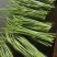 水芹菜，无节水芹，去叶，去根大量有货。