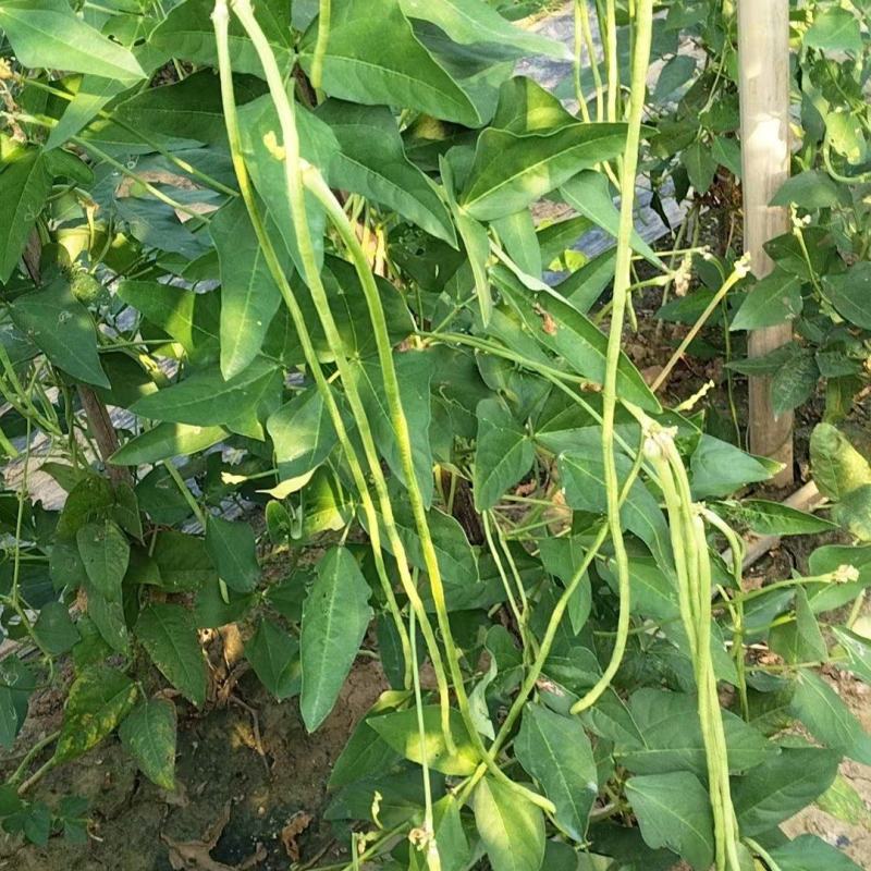 豆角，精品豆角全国发货