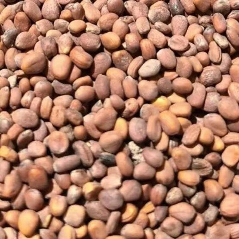 甘肃莱菔子量大欢迎前来洽谈