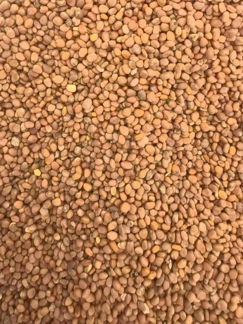 甘肃莱菔子量大欢迎前来洽谈
