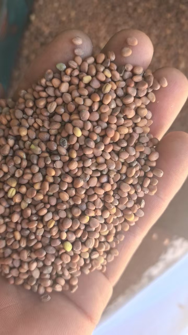 甘肃莱菔子量大欢迎前来洽谈