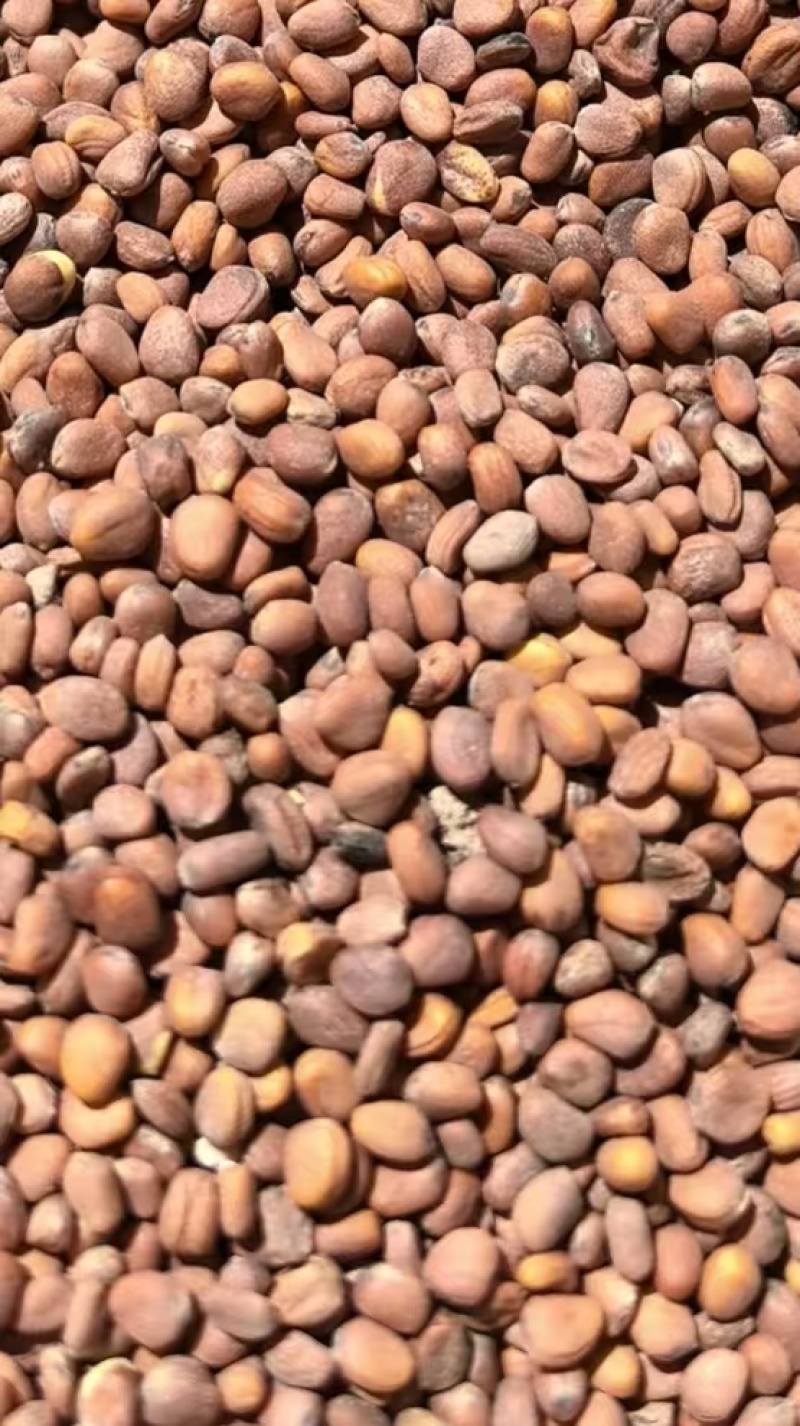 甘肃莱菔子量大欢迎前来洽谈