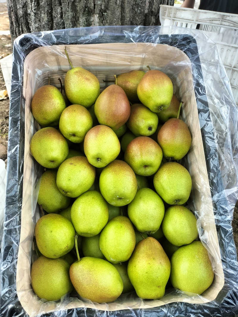 香梨，红香酥，选果中
