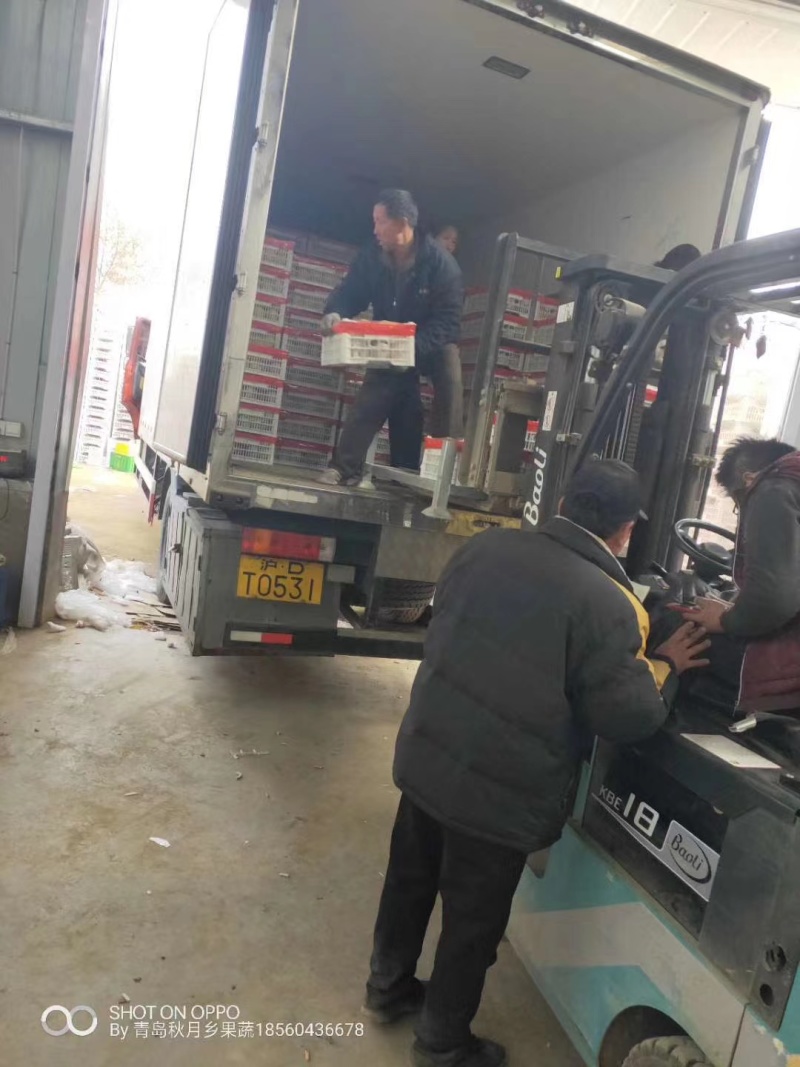 产地秋月梨大量上市品质保证诚信经营，欢迎进店咨询