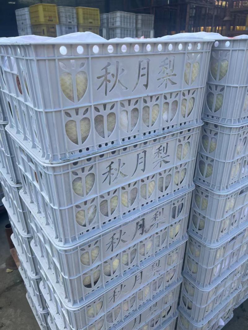 产地秋月梨大量上市品质保证诚信经营，欢迎进店咨询
