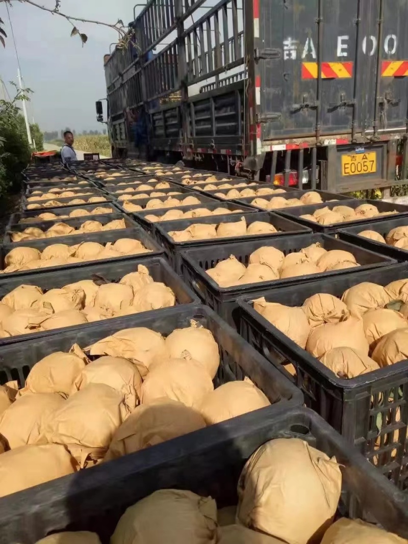 产地秋月梨大量上市品质保证诚信经营，欢迎进店咨询