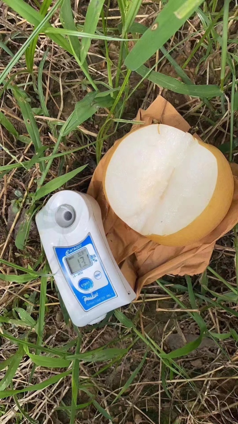 产地秋月梨大量上市品质保证诚信经营，欢迎进店咨询