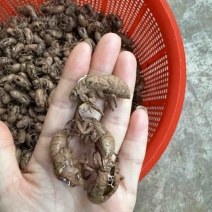 纯野生蝉蜕