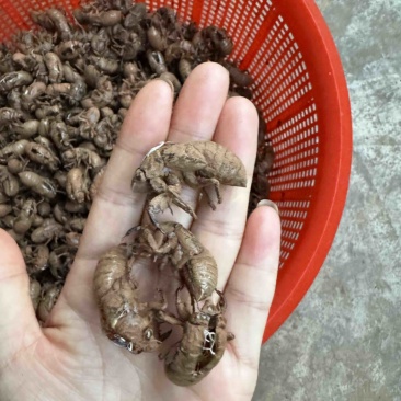 纯野生蝉蜕