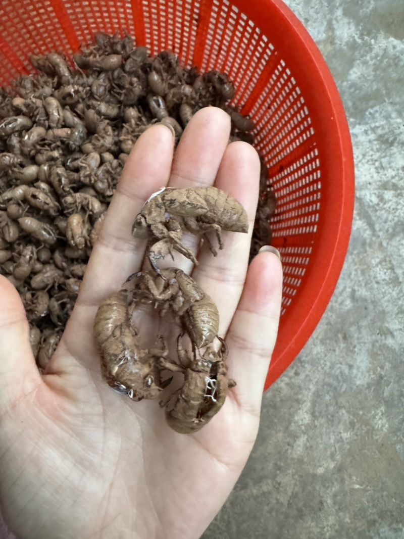 纯野生蝉蜕