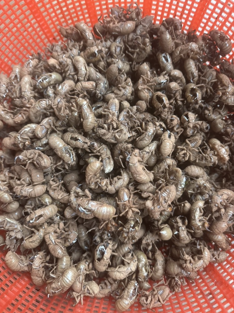 纯野生蝉蜕