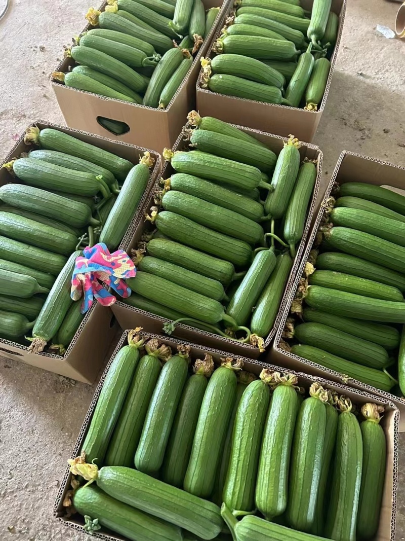 精品油皮丝瓜掉价中，毛毛钱了