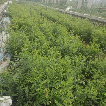 药用酸枣杯苗