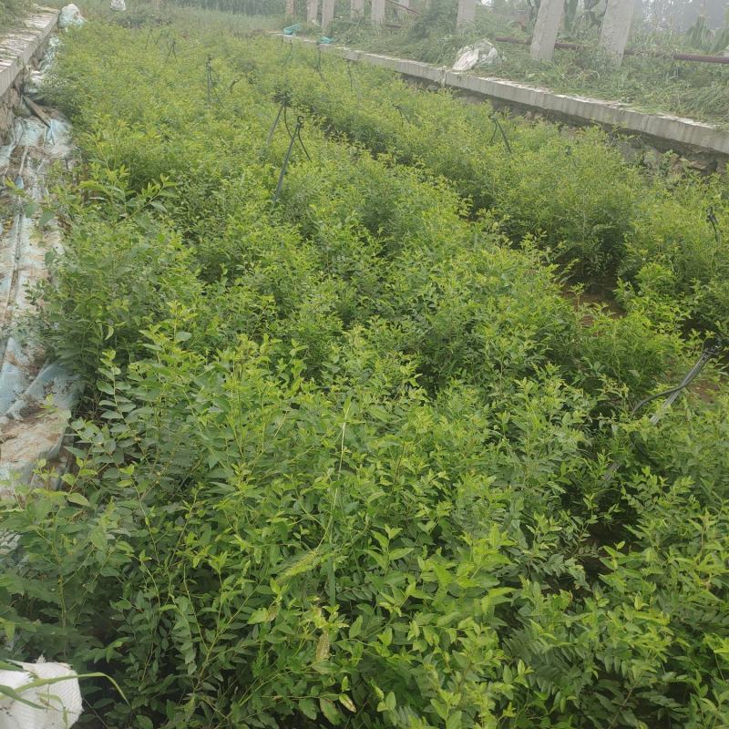 药用酸枣杯苗