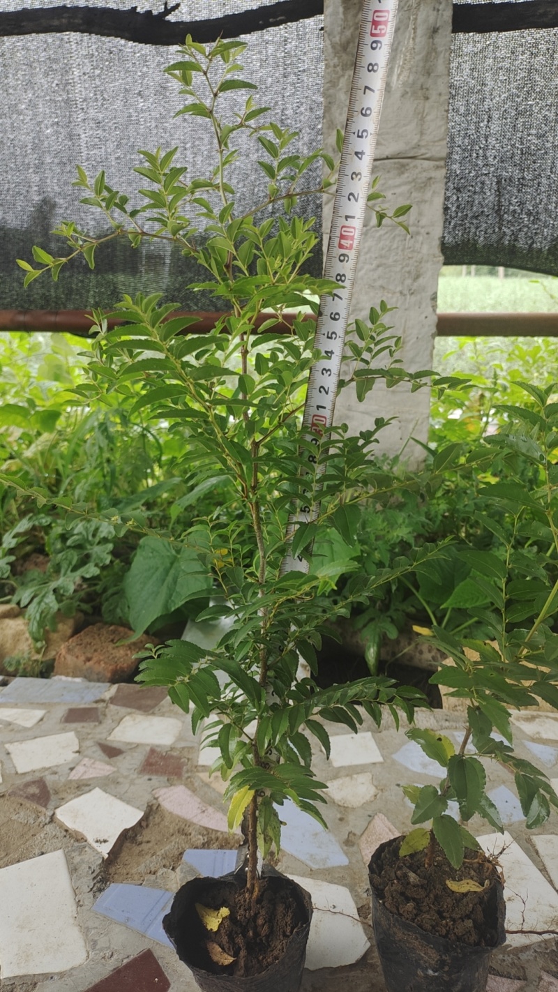 药用酸枣杯苗