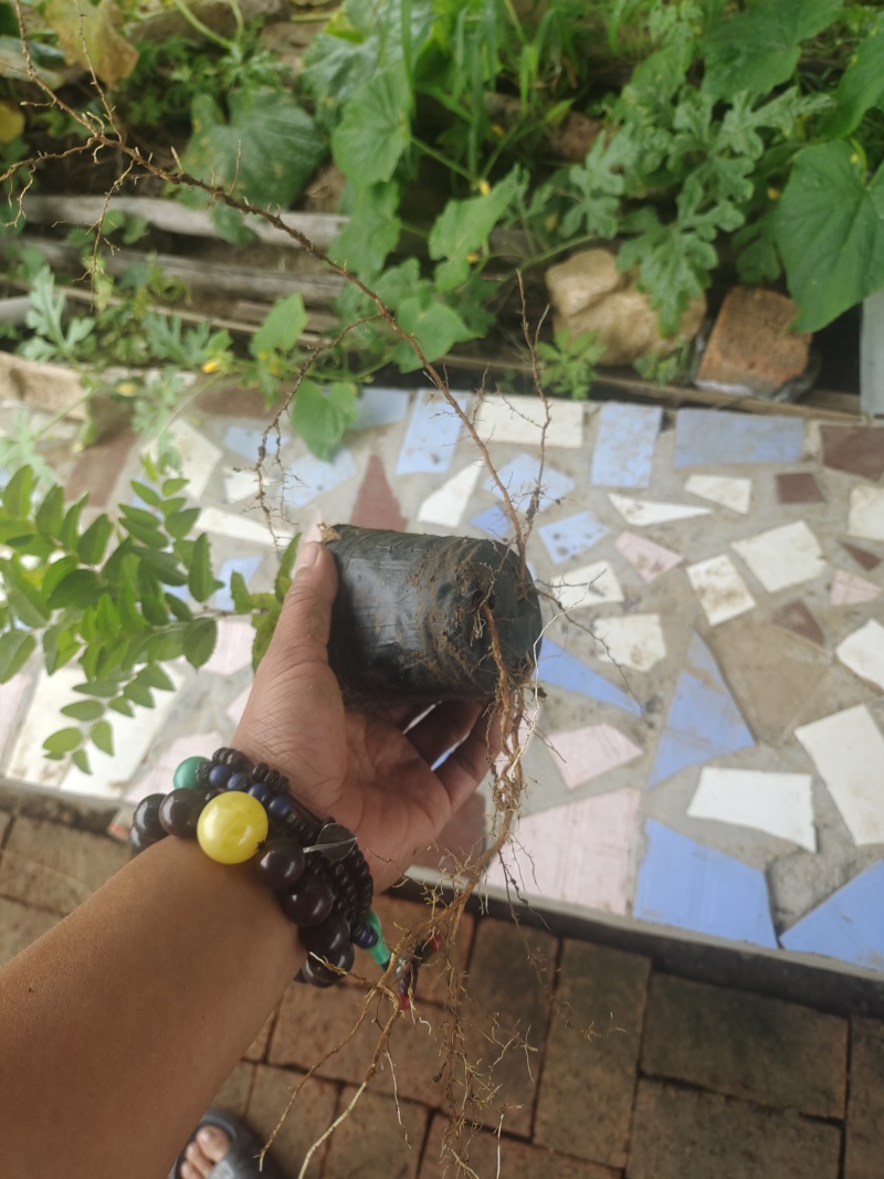 药用酸枣杯苗