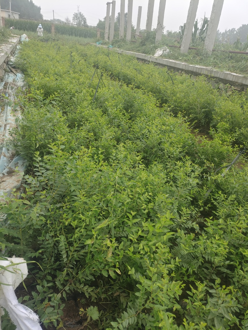 药用酸枣杯苗