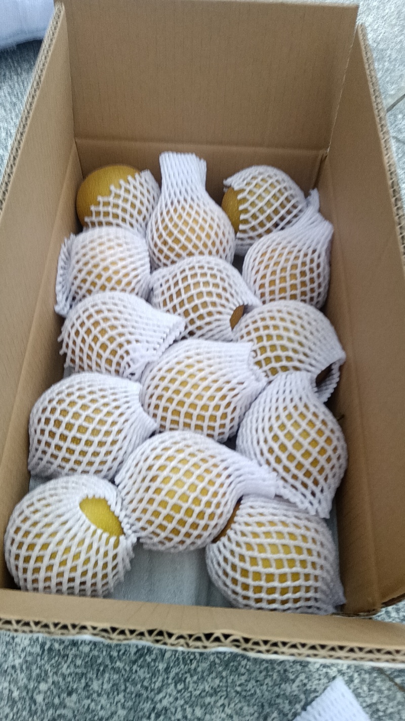 金秋梨